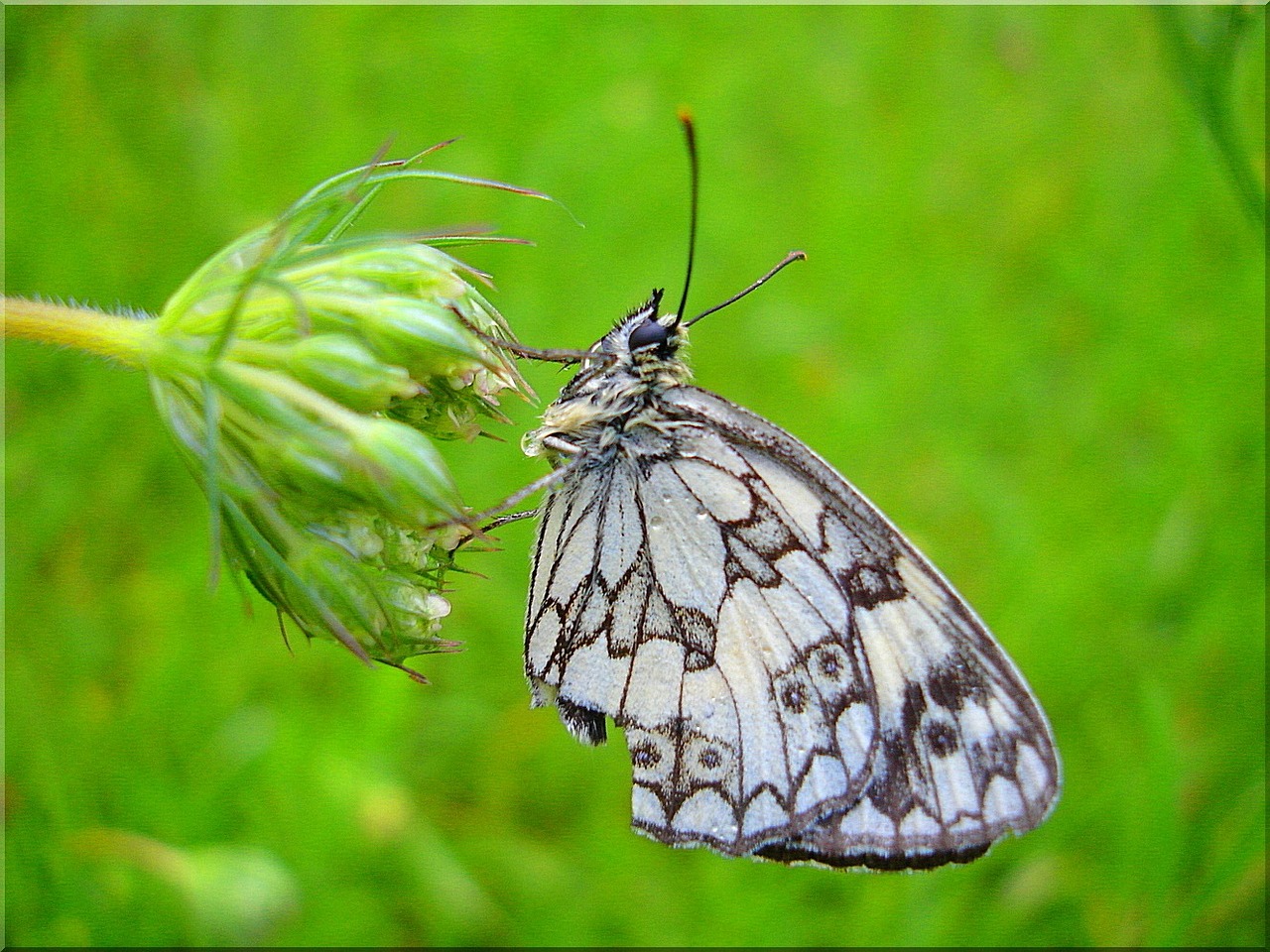 butterfly meadow flower nature free photo