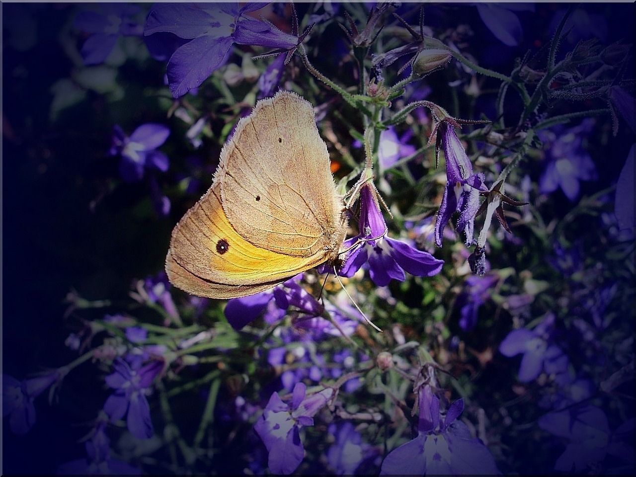 butterfly meadow nature free photo