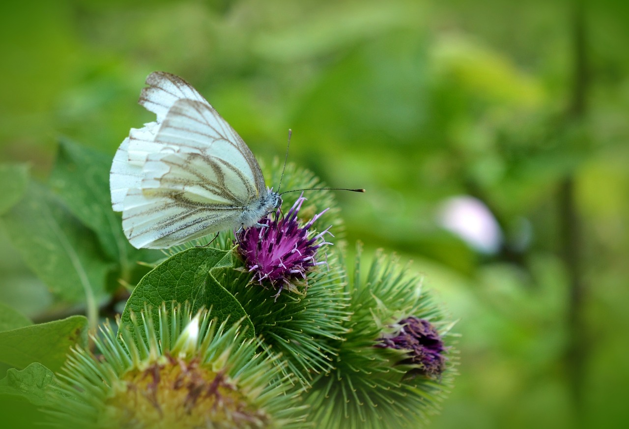 butterfly white ling thistle free photo