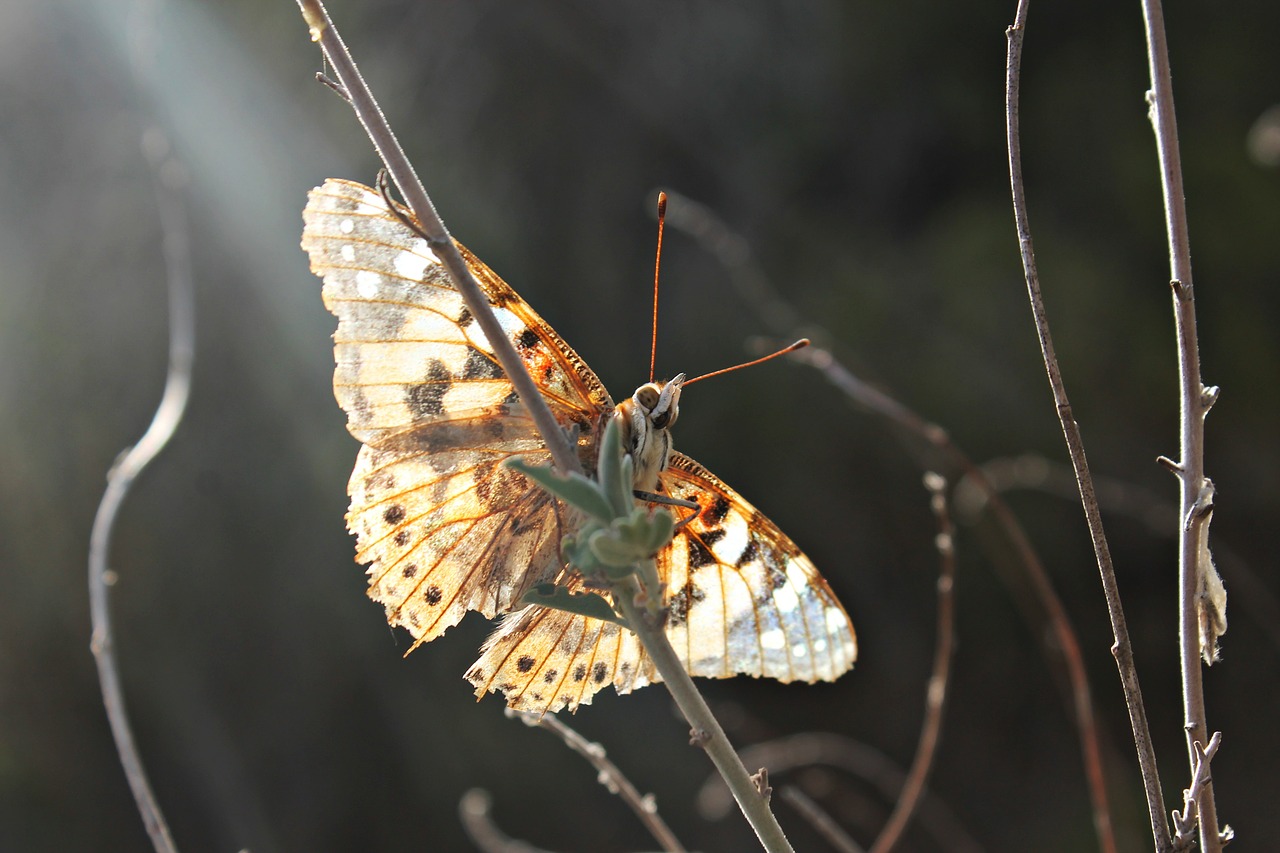 butterfly sun rest free photo