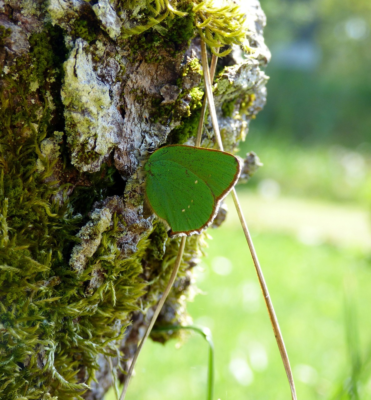 butterfly green butterfly freshman free photo