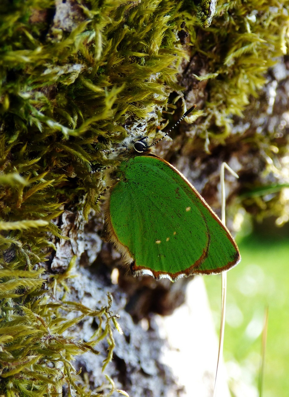 butterfly green butterfly freshman free photo