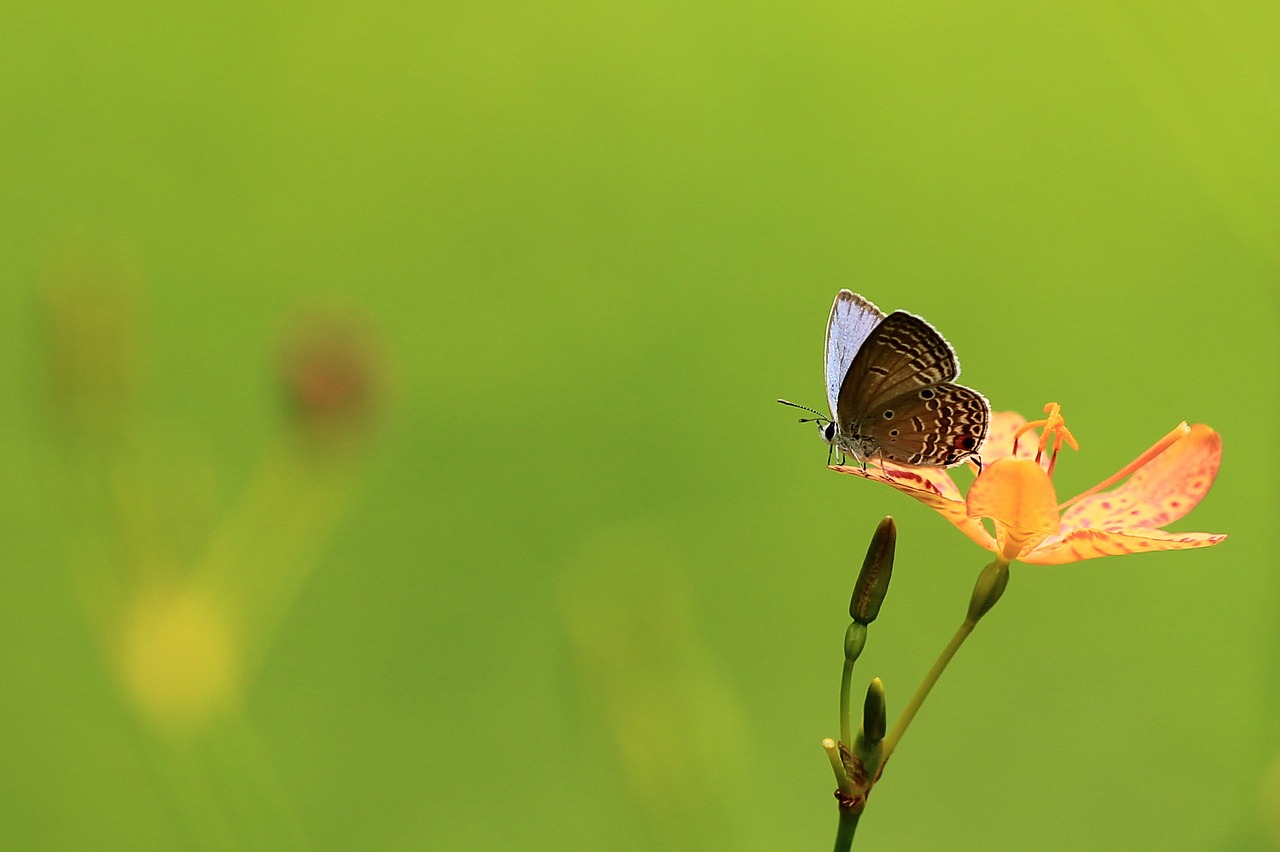 butterfly flowers the outskirts free photo