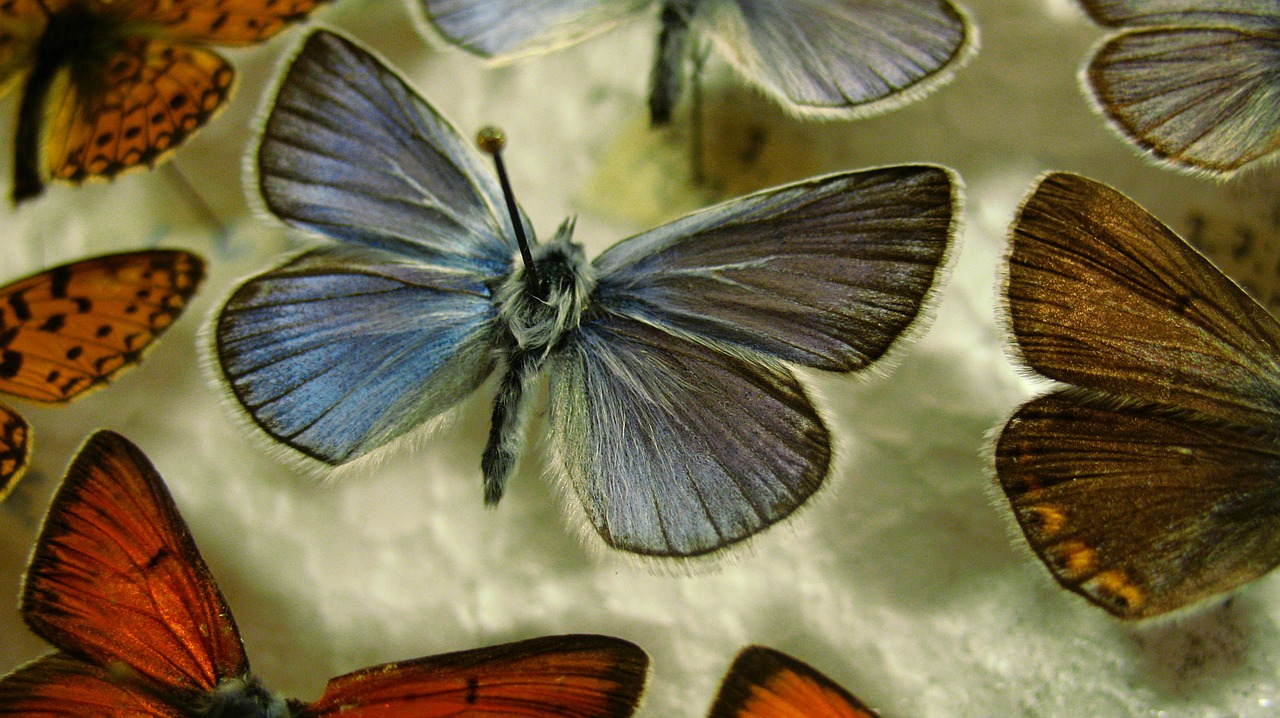 butterfly blue pinned free photo