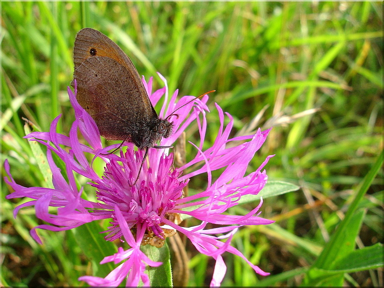 butterfly meadow nature free photo