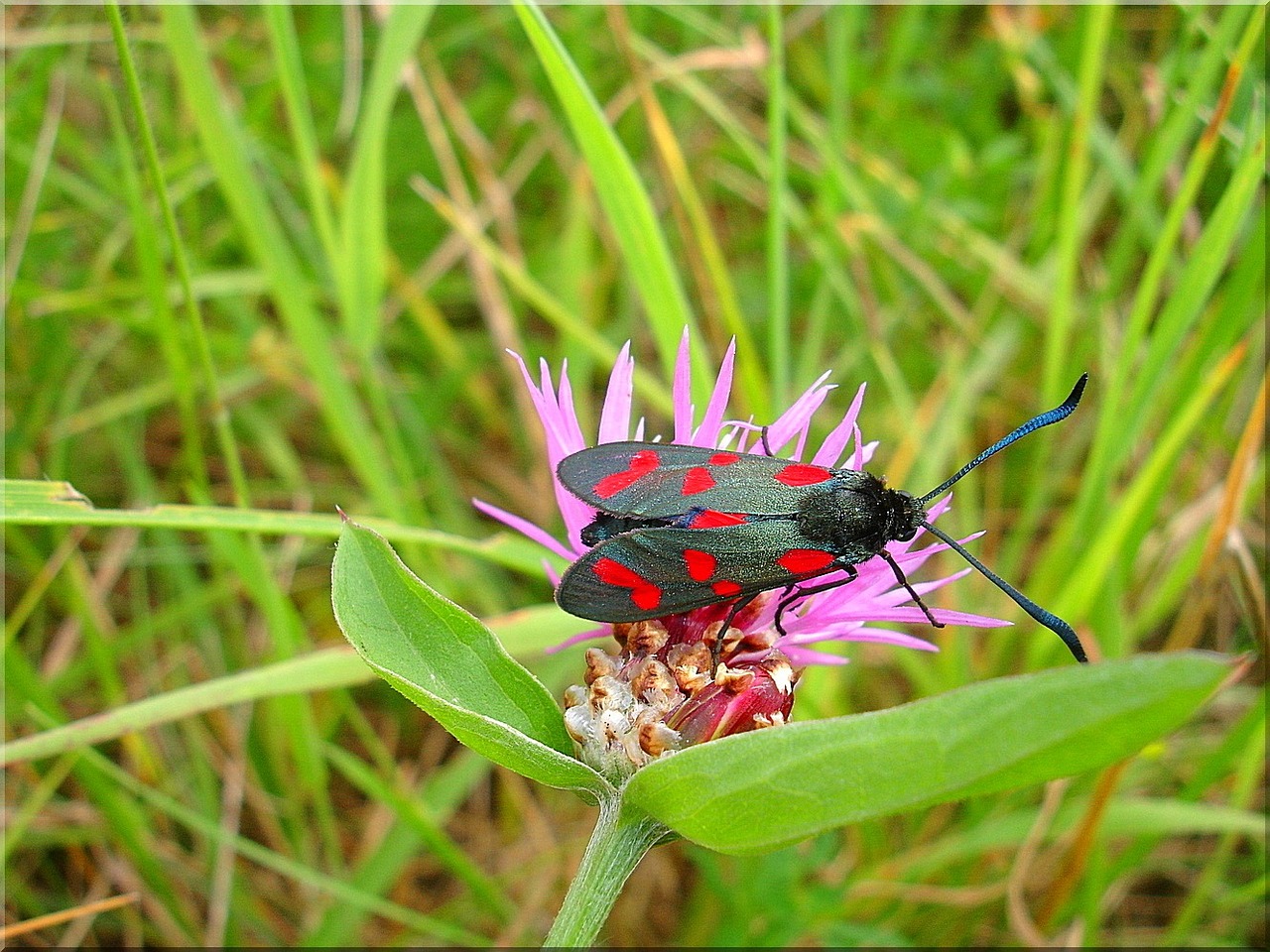 butterfly meadow close free photo