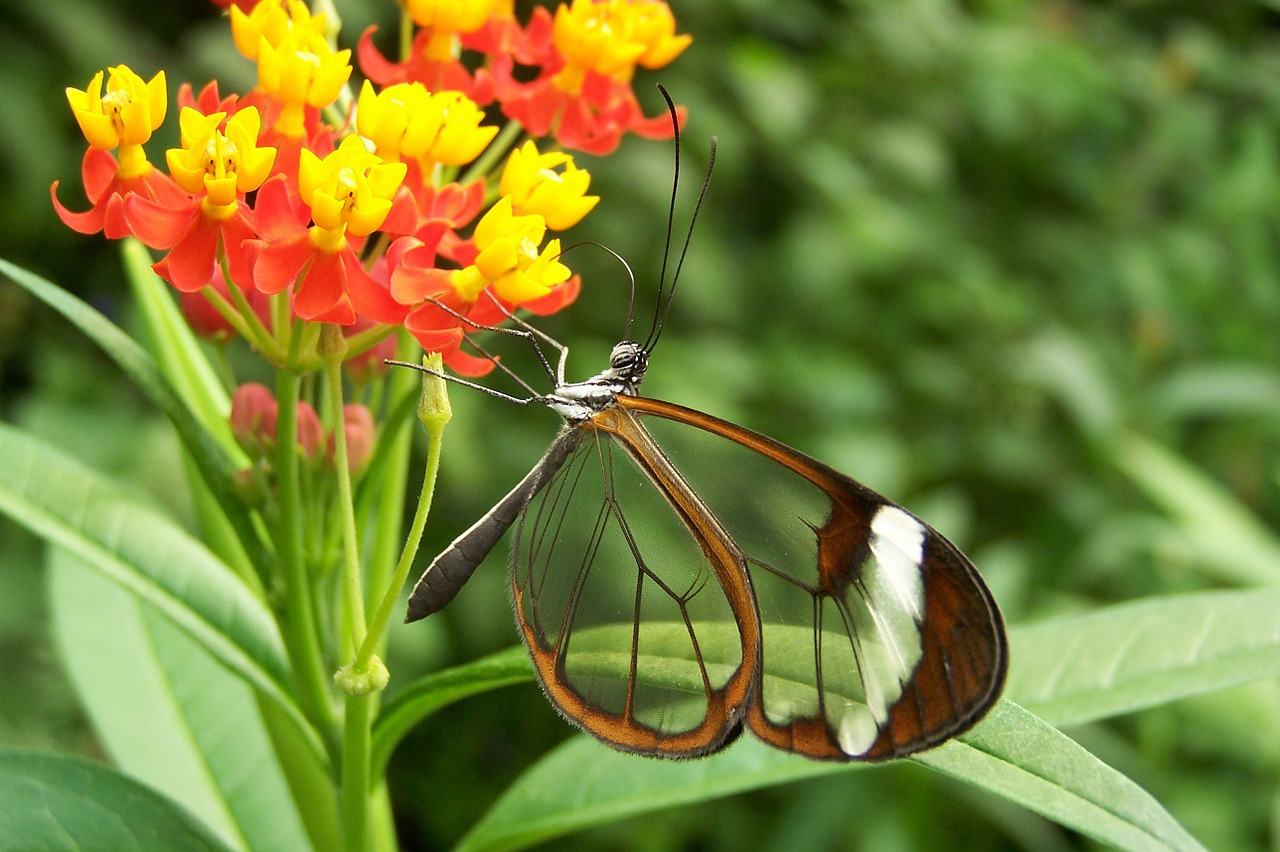 butterfly nature flower free photo