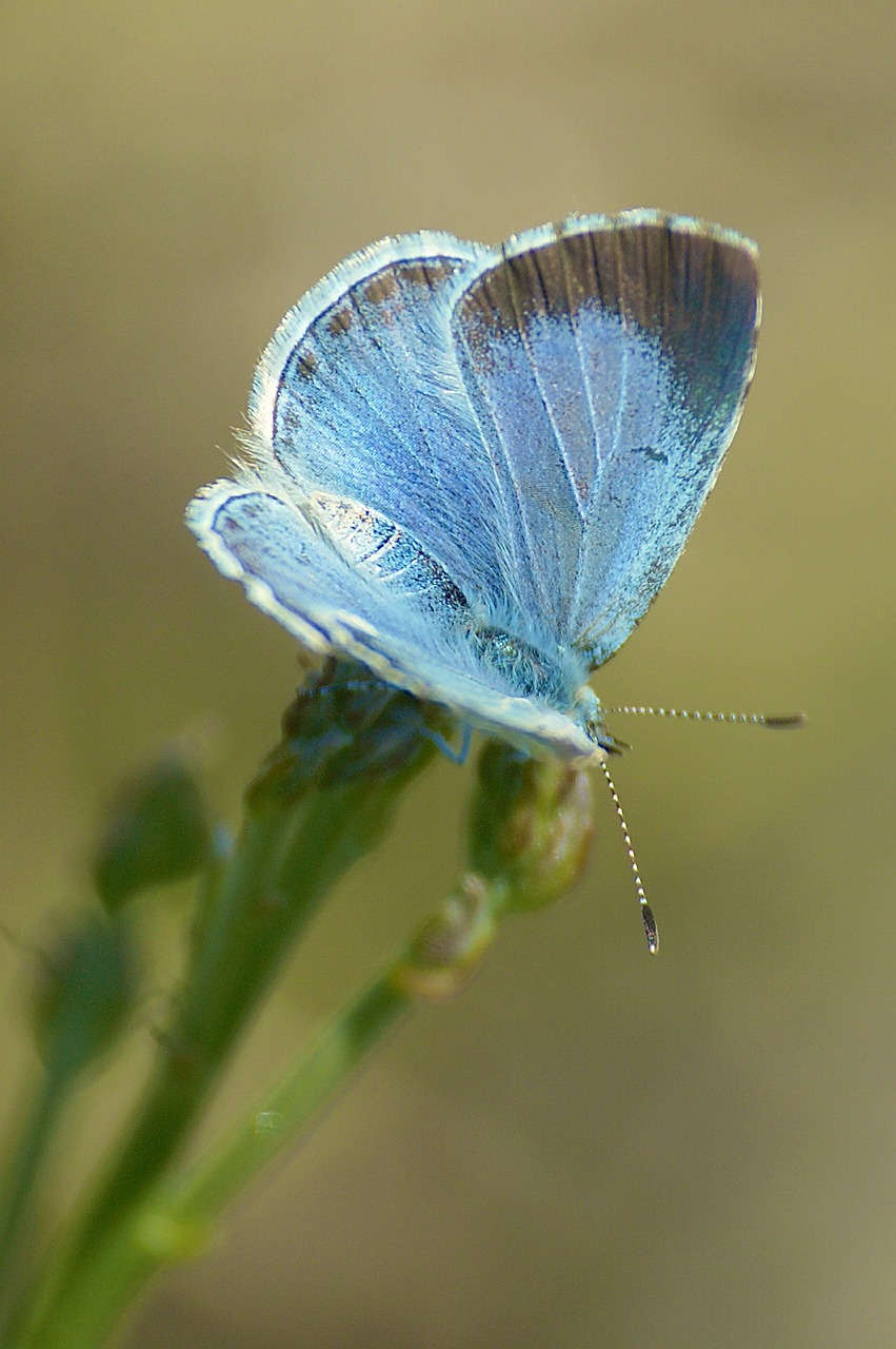 butterfly nature insect free photo