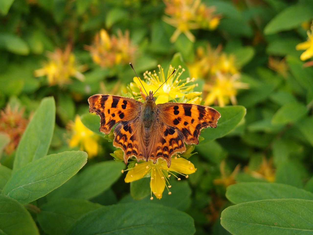 butterfly flower nature free photo