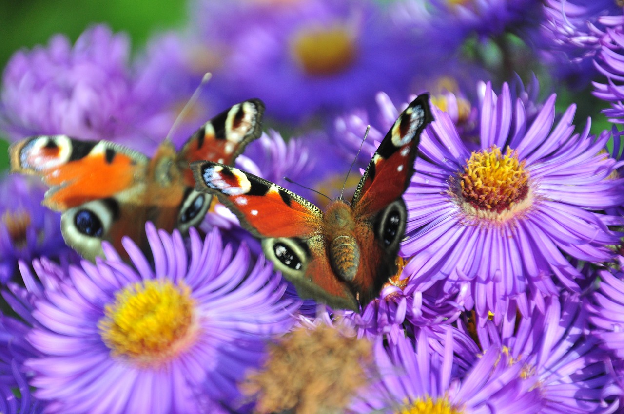 butterfly peacock butterfly flower free photo