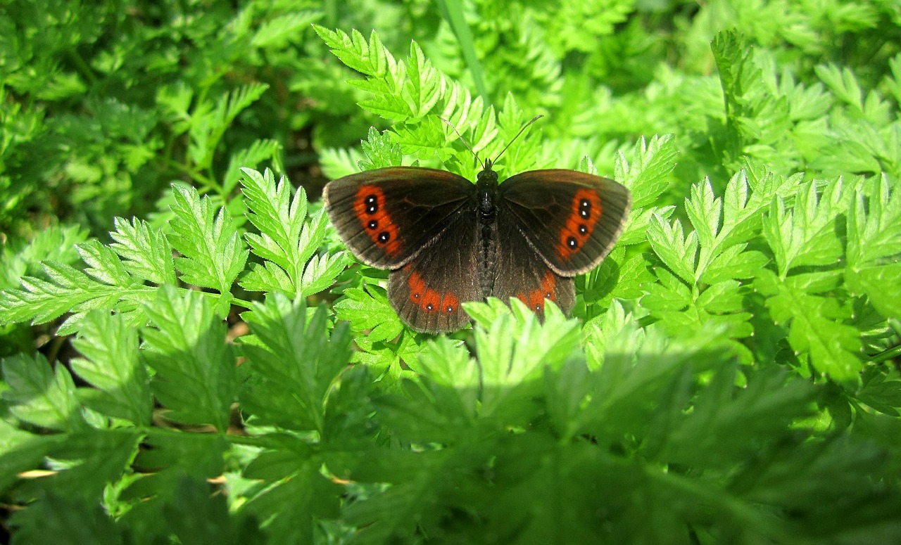 butterfly summer nature free photo