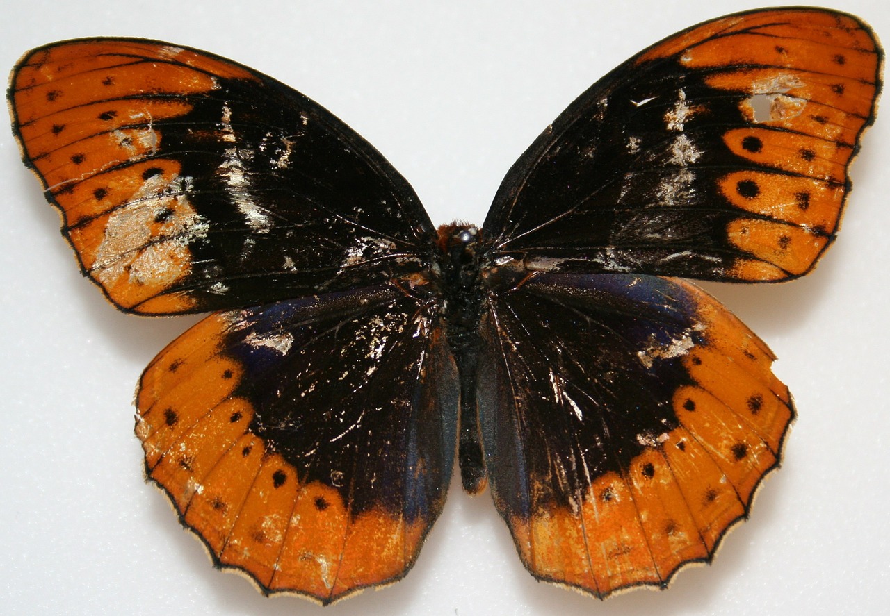 butterfly male diana fritillary free photo