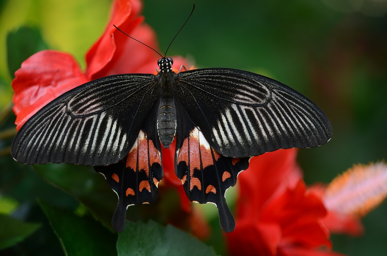 butterfly black red free photo