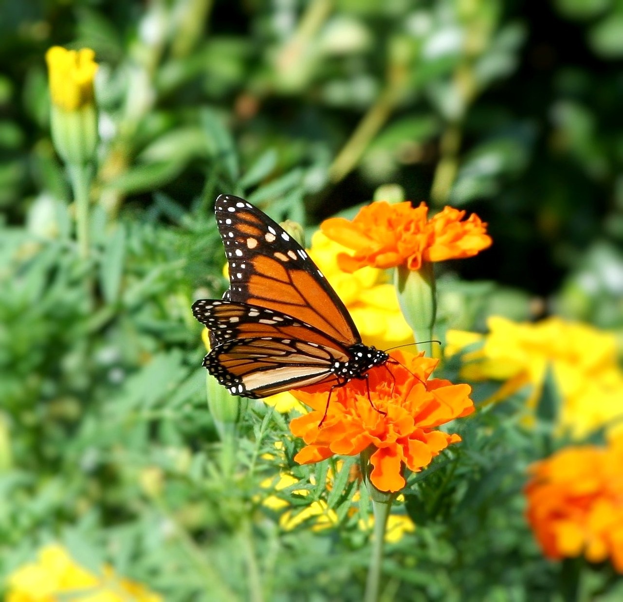 butterfly monarch danaus plexippus free photo