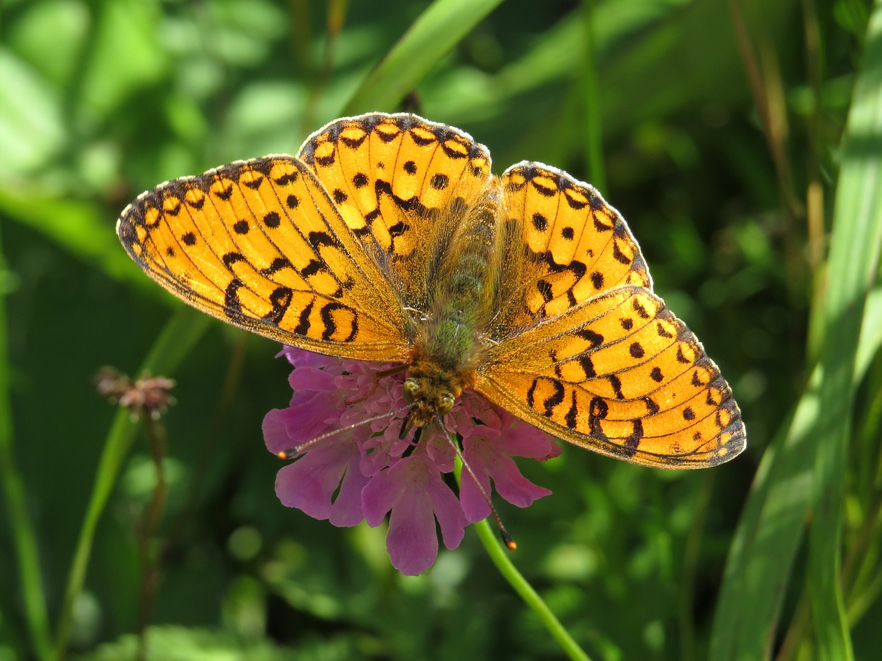 butterfly nature macro free photo