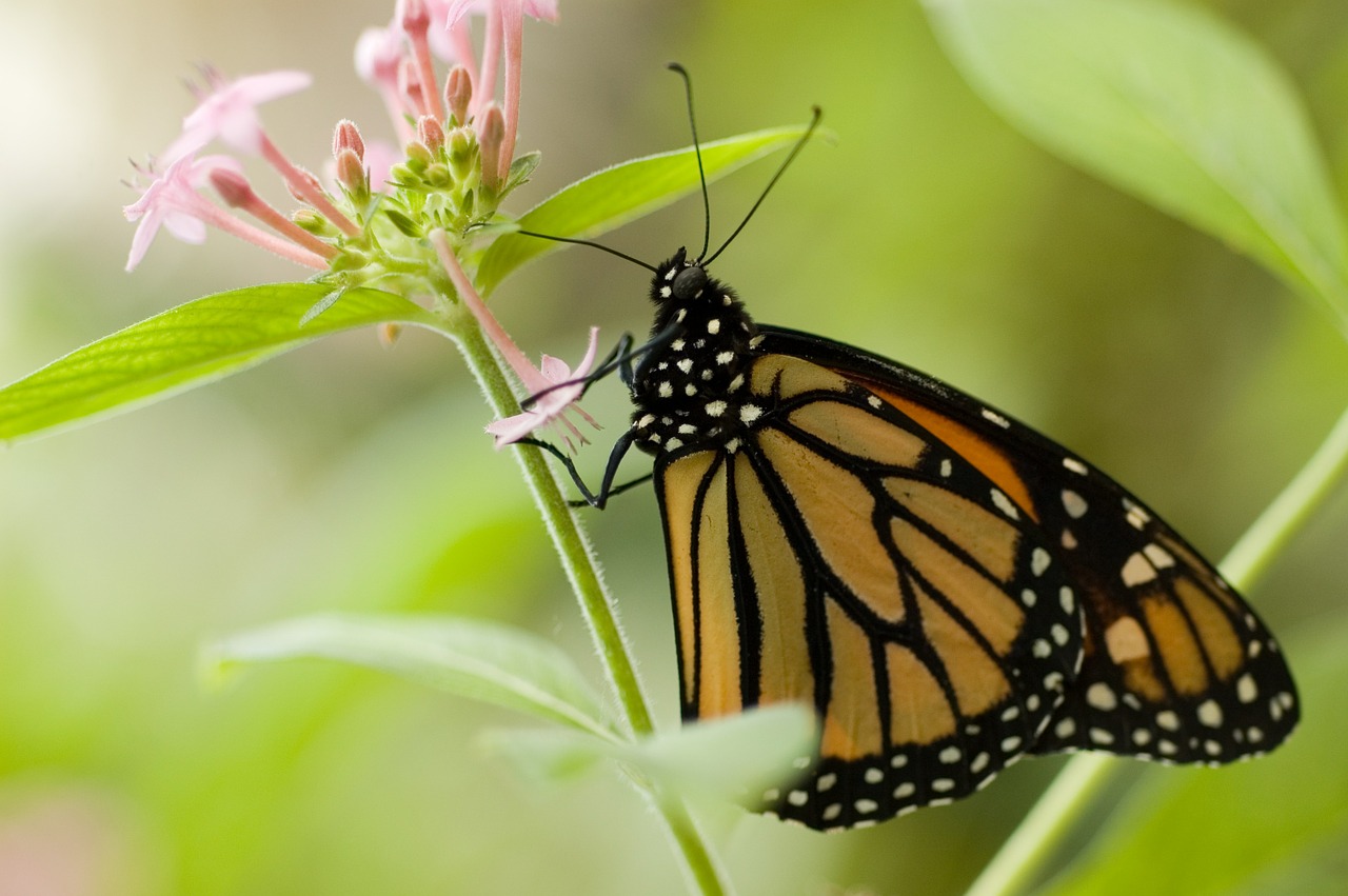 butterfly flower insect free photo