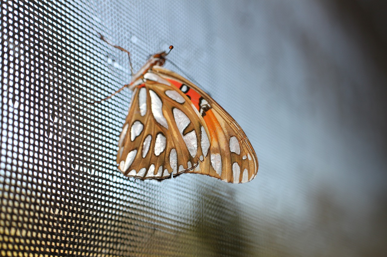 butterfly colorful nature free photo