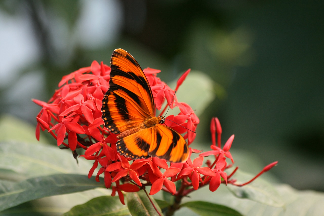 butterfly flower nature free photo