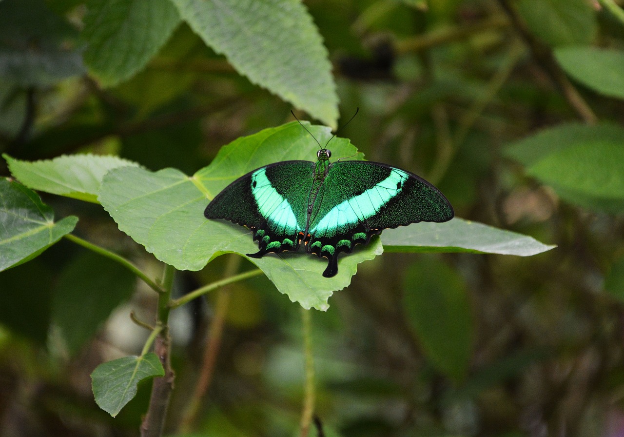 butterfly green nature free photo