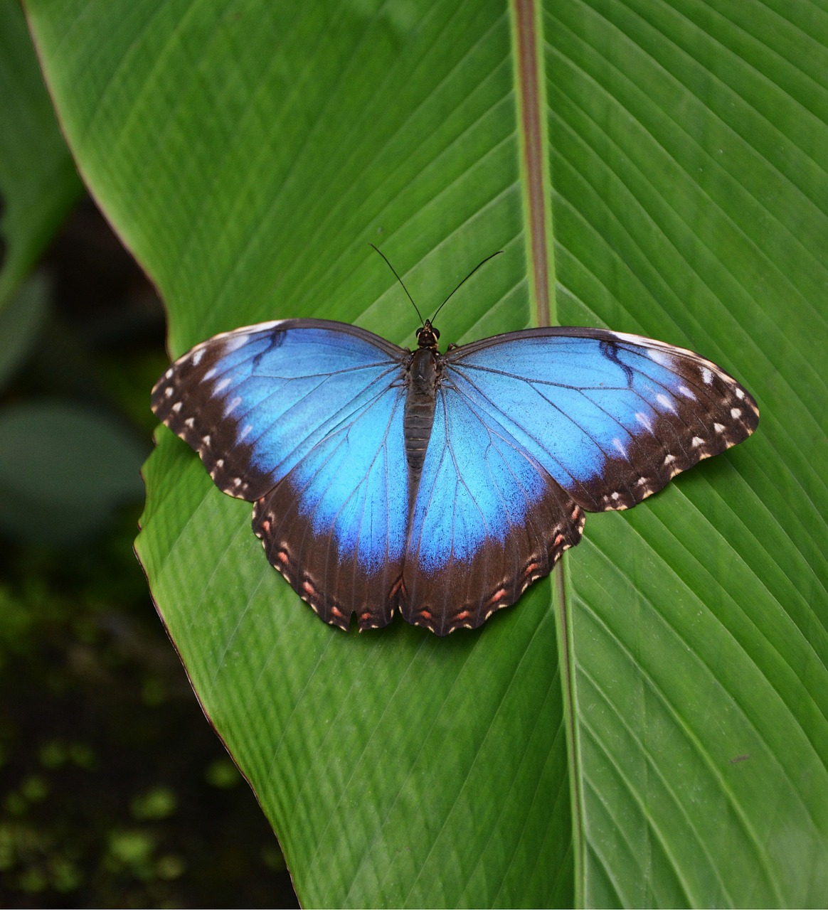 butterfly tropical blue free photo