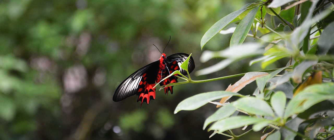 butterfly tropical house butterfly house free photo