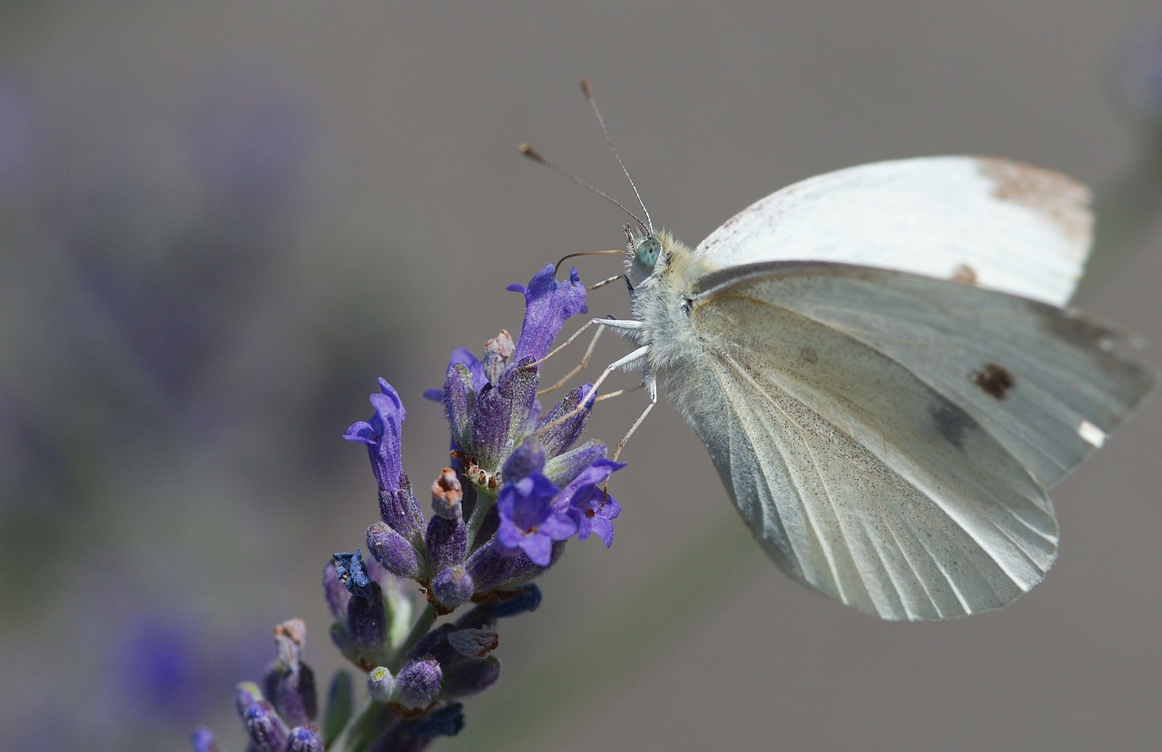 butterfly cabbage insect free photo