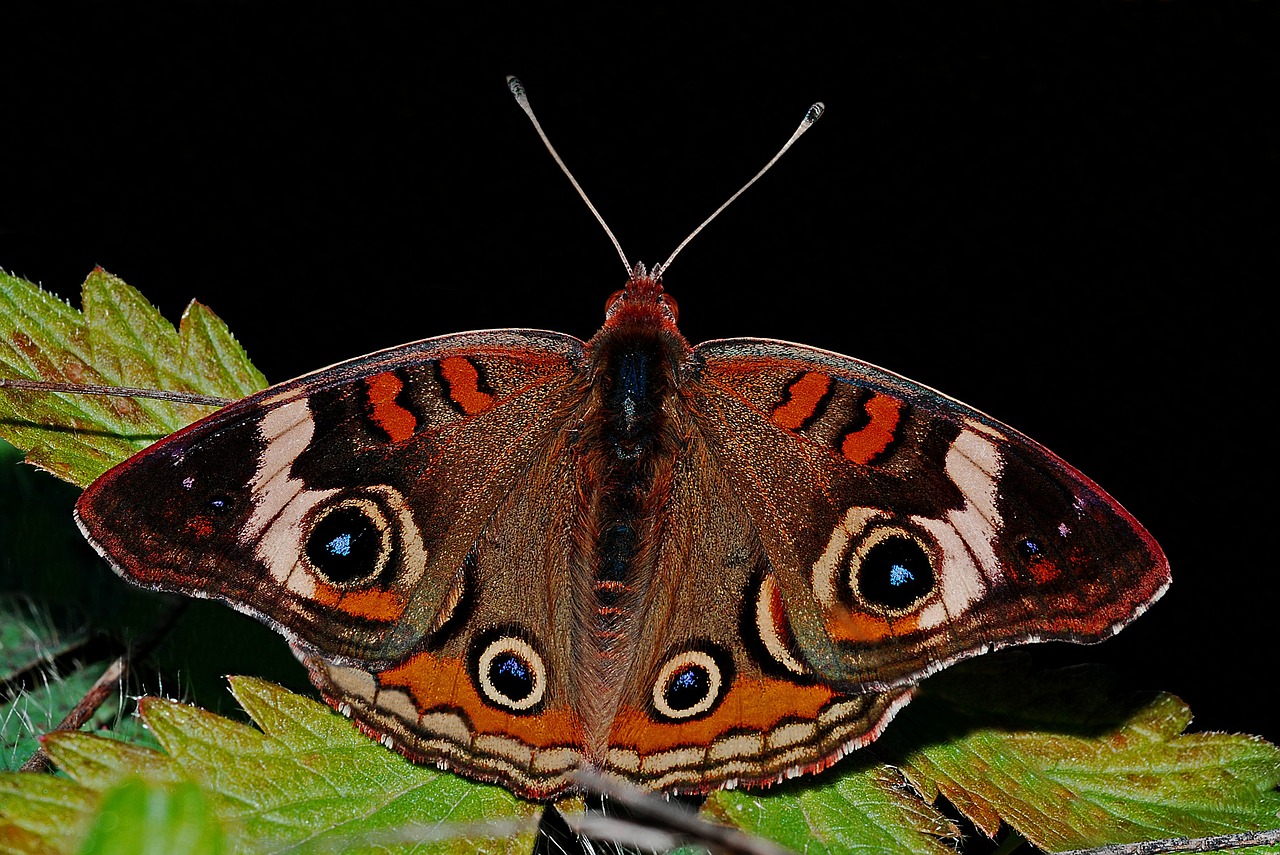 butterfly buckeye macro free photo