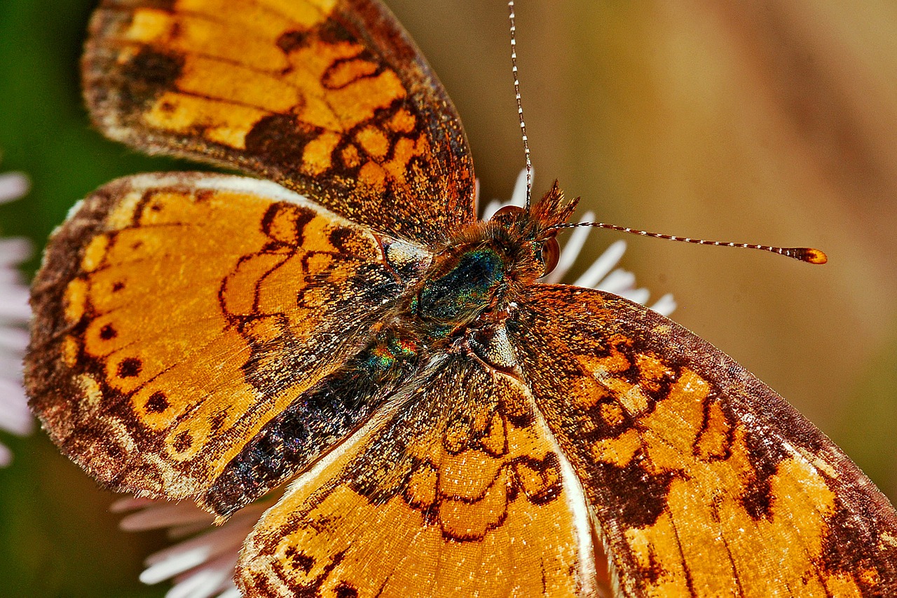 butterfly macro insect free photo