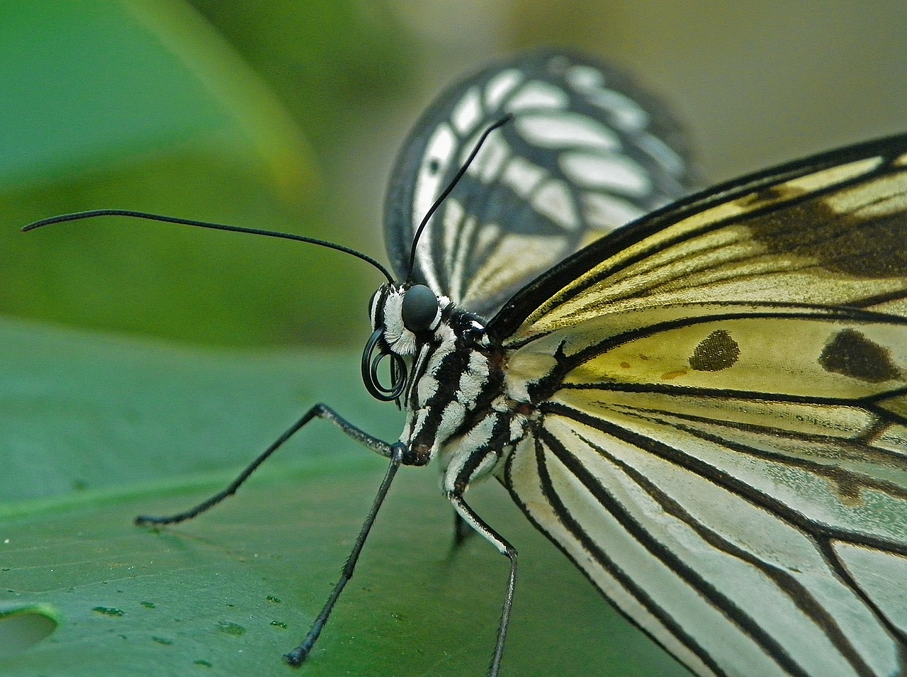 butterfly macro insect free photo