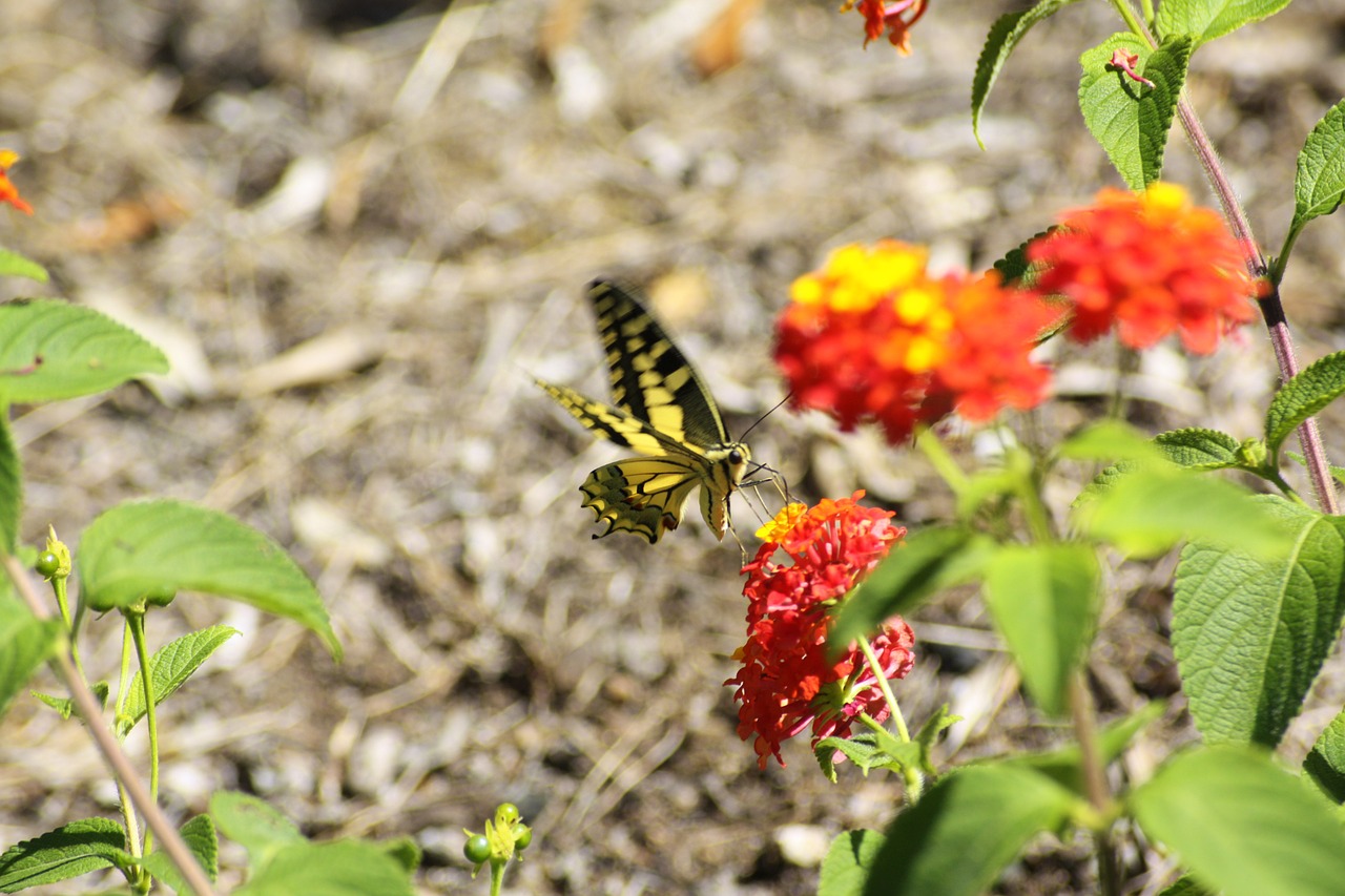 butterfly flower corsican free photo