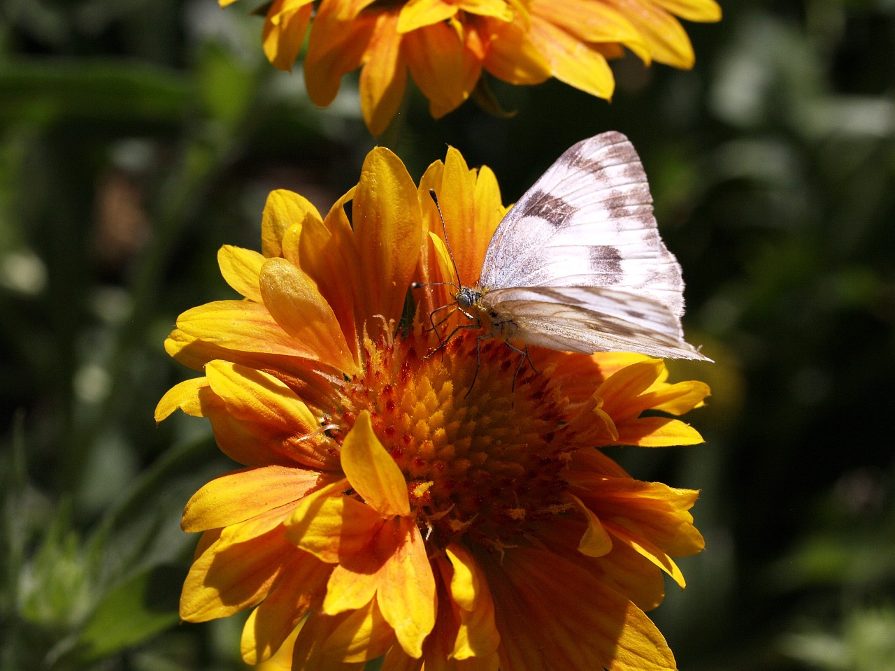 butterfly yellow flower free photo