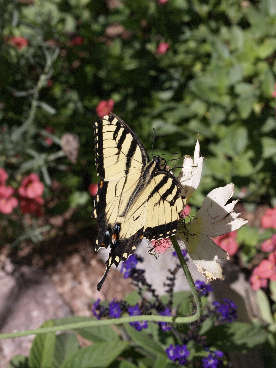 butterfly plants insect free photo