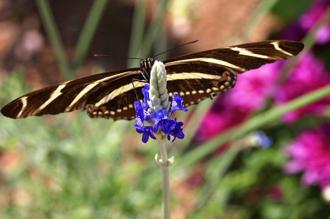 butterfly insect flower free photo