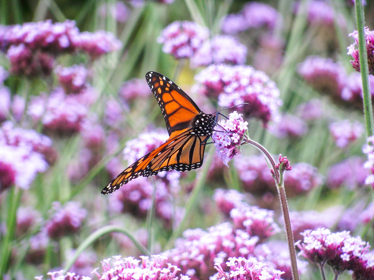 butterfly orange flowers free photo