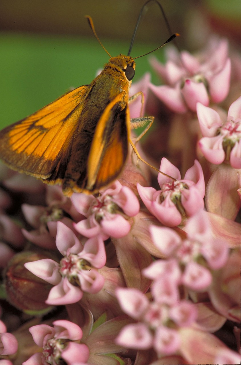 butterfly delaware skipper milkweed free photo