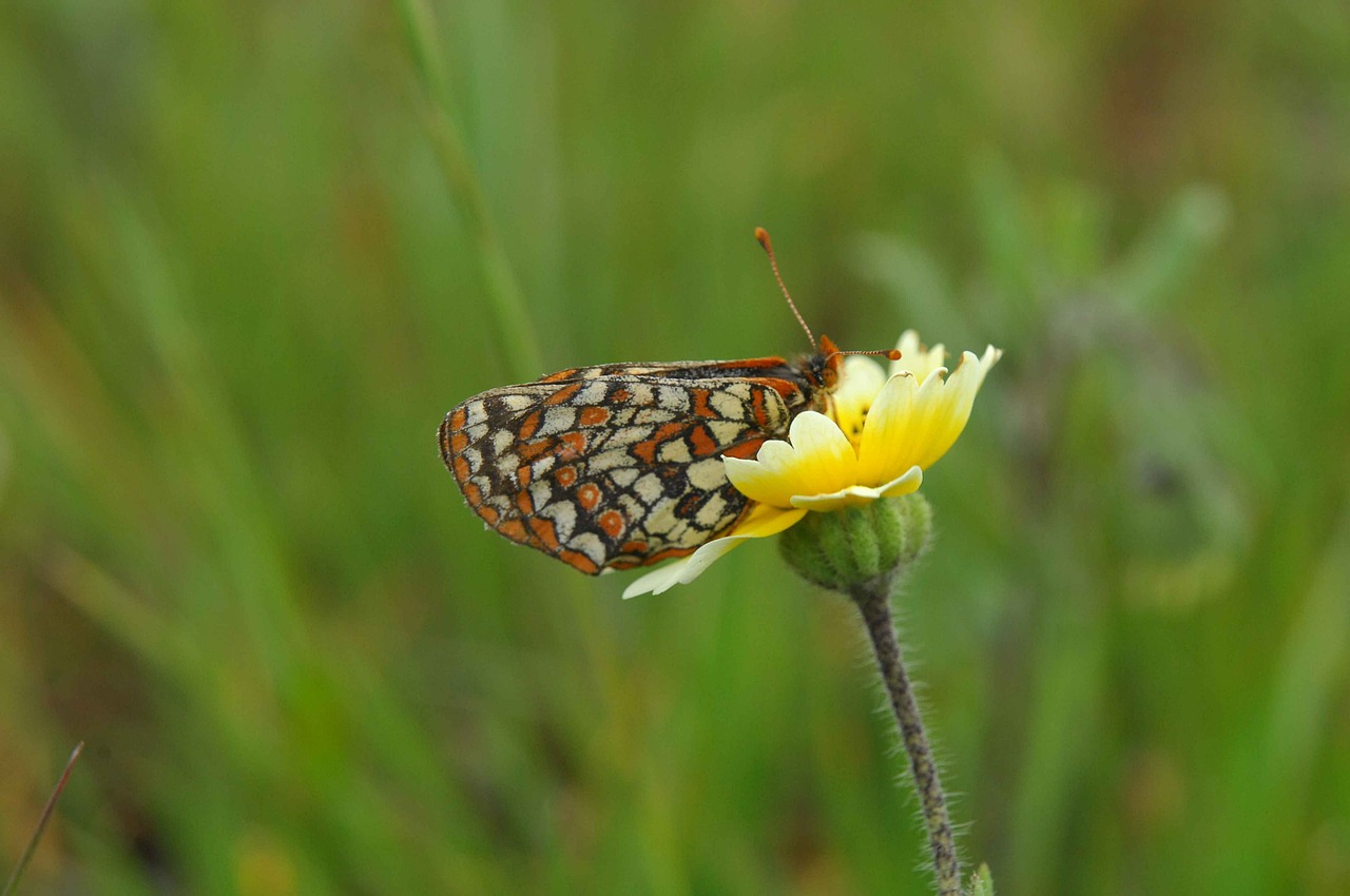 butterfly bay checkerspot flower free photo