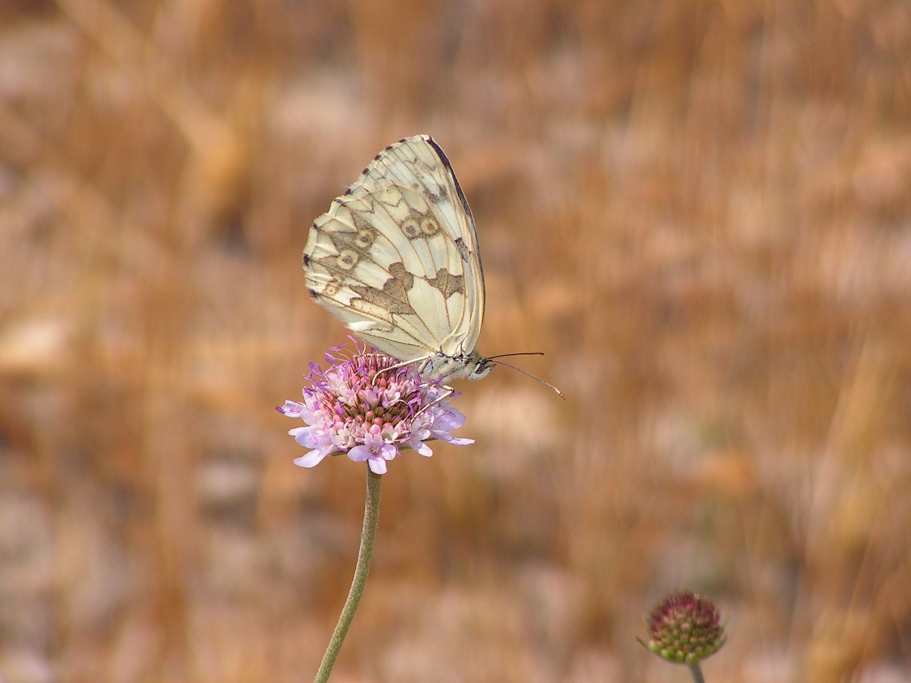 butterfly nature flower free photo