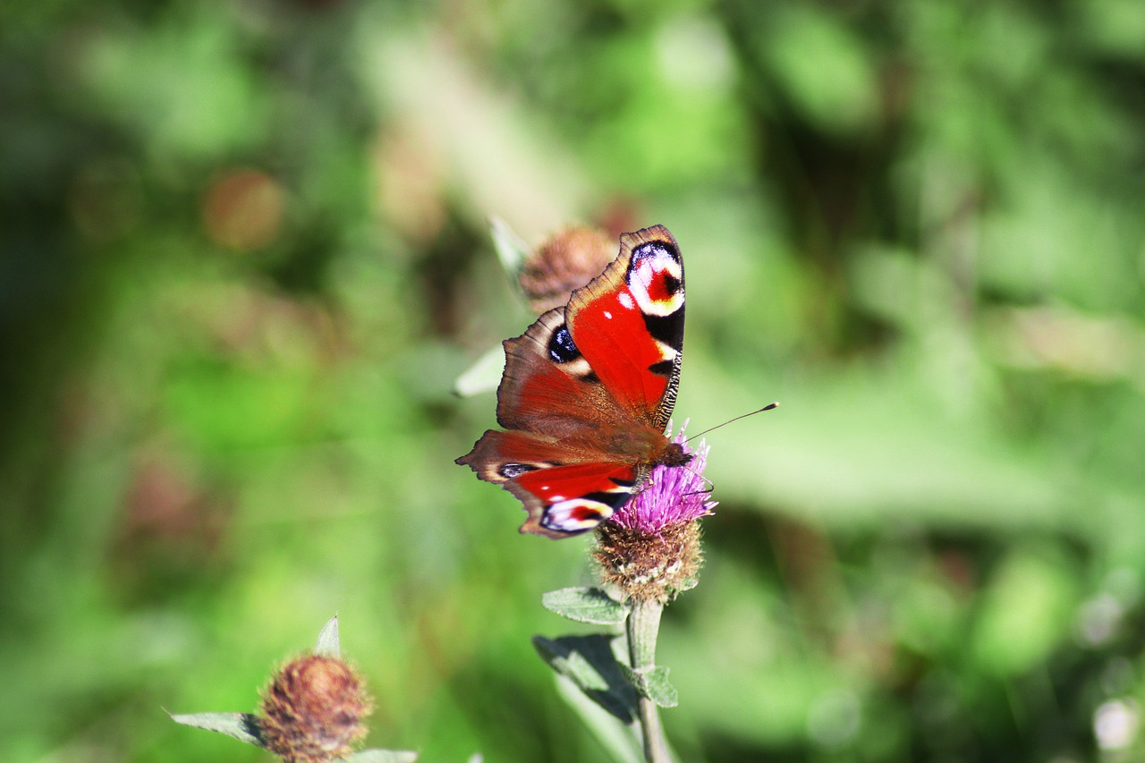 butterfly alps nature free photo