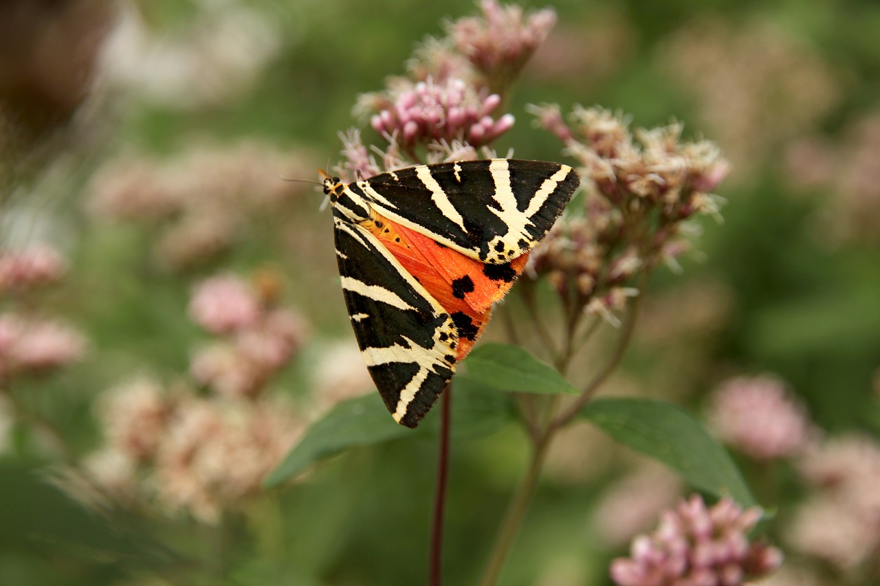 butterfly flower summer free photo