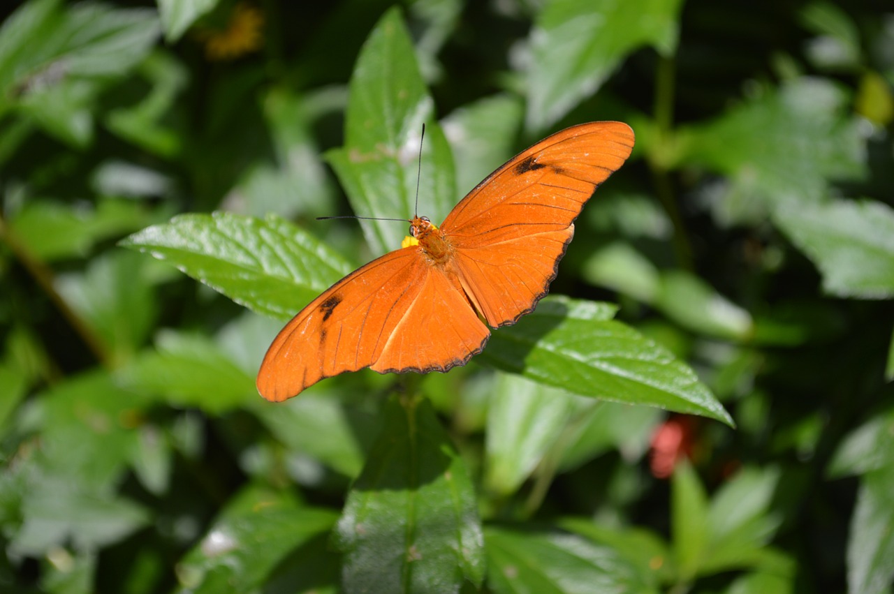 butterfly orange insect free photo