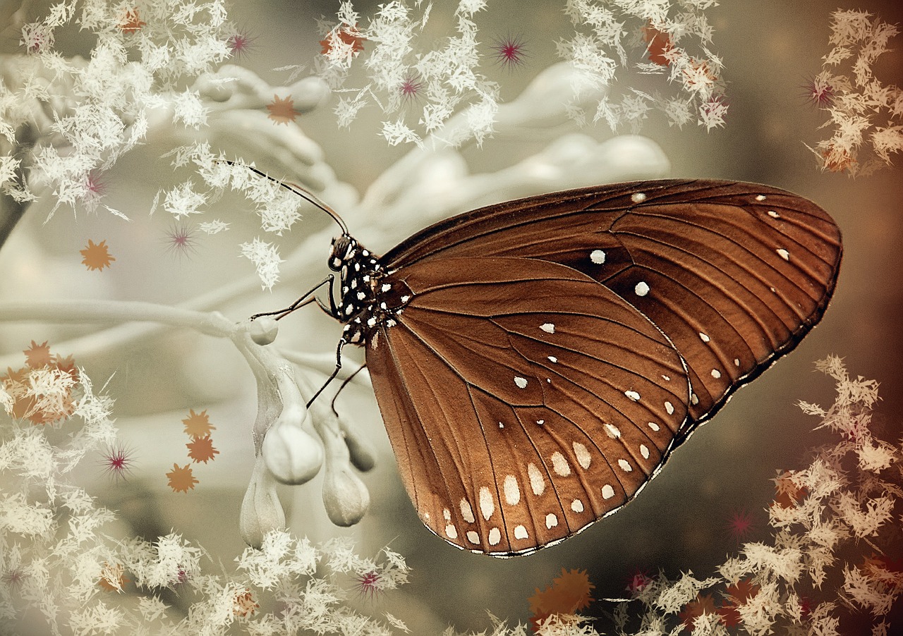 butterfly brown oleander free photo