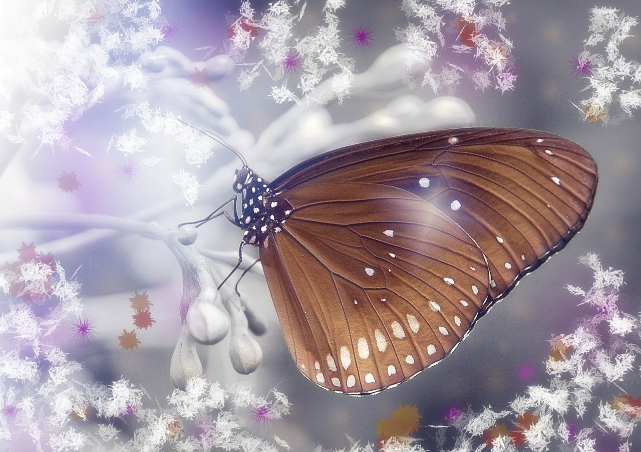 butterfly fantasy lichtspiel free photo