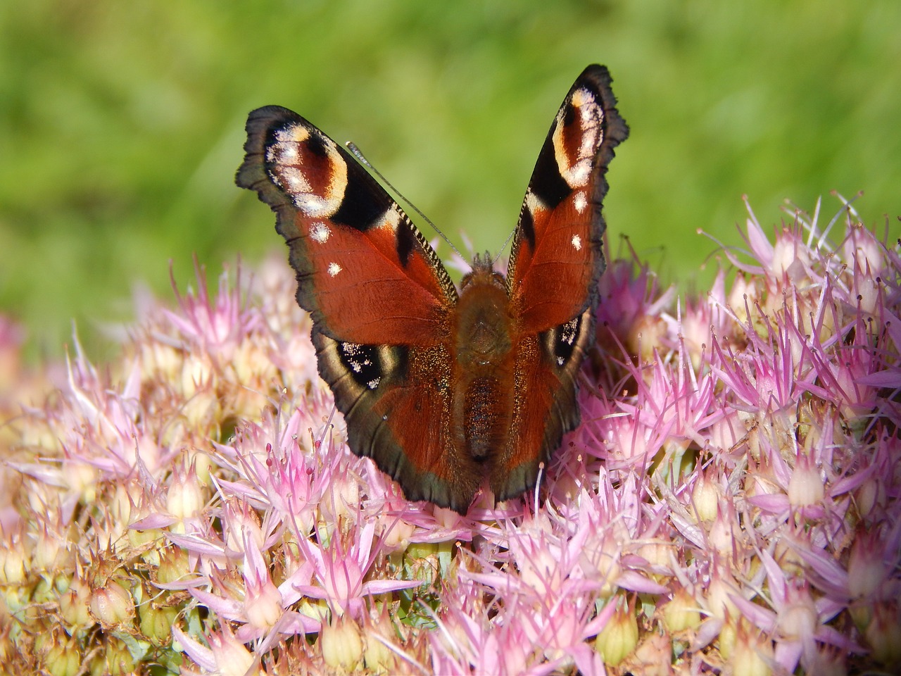 butterfly nature summer free photo