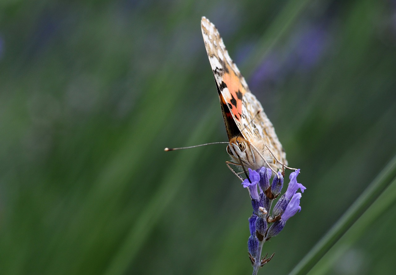 butterfly insect nature free photo