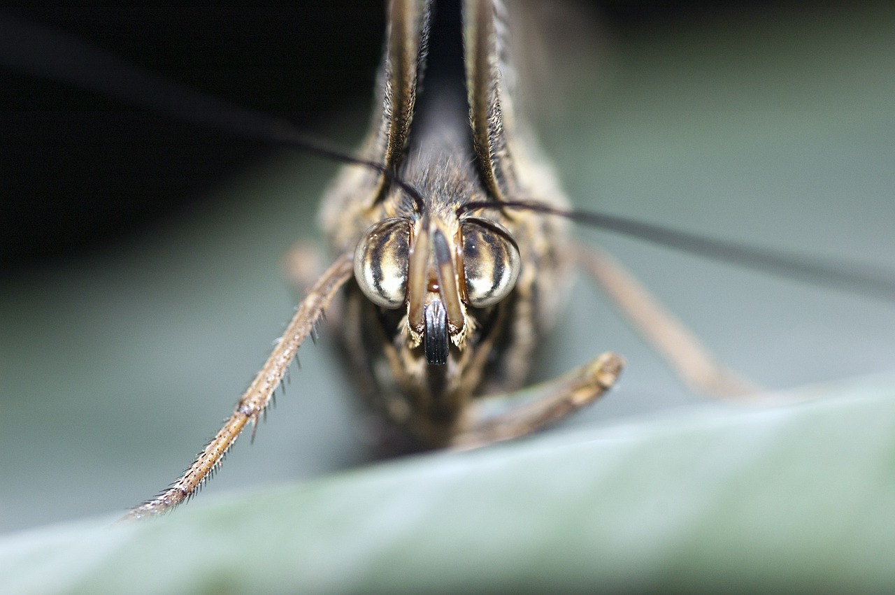 butterfly lepidoptera insect free photo