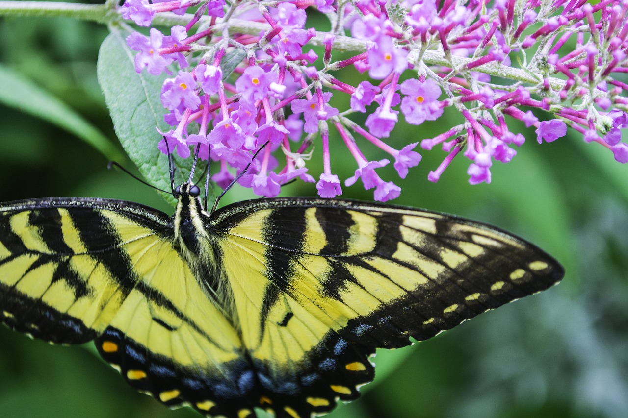 butterfly flowers purple free photo