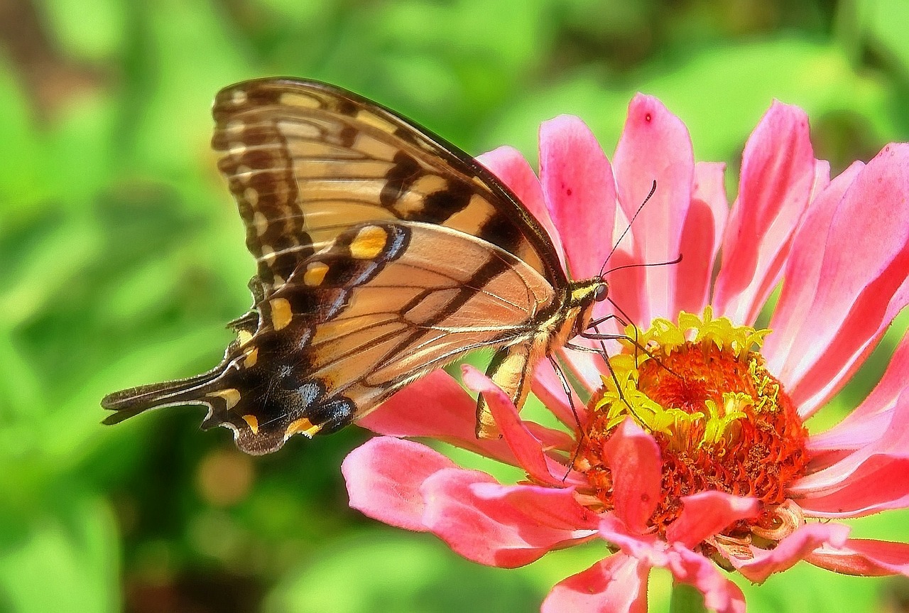 butterfly zinnia swallowtail free photo