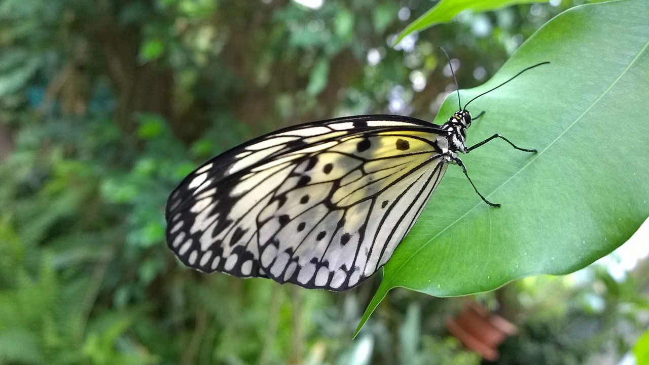 butterfly leaf wing free photo