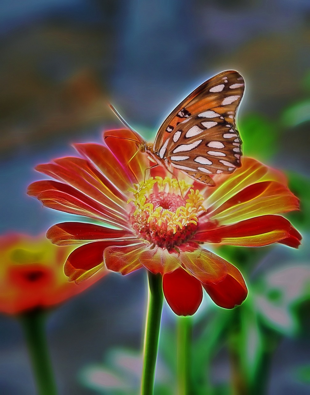 butterfly zinnia colorful free photo