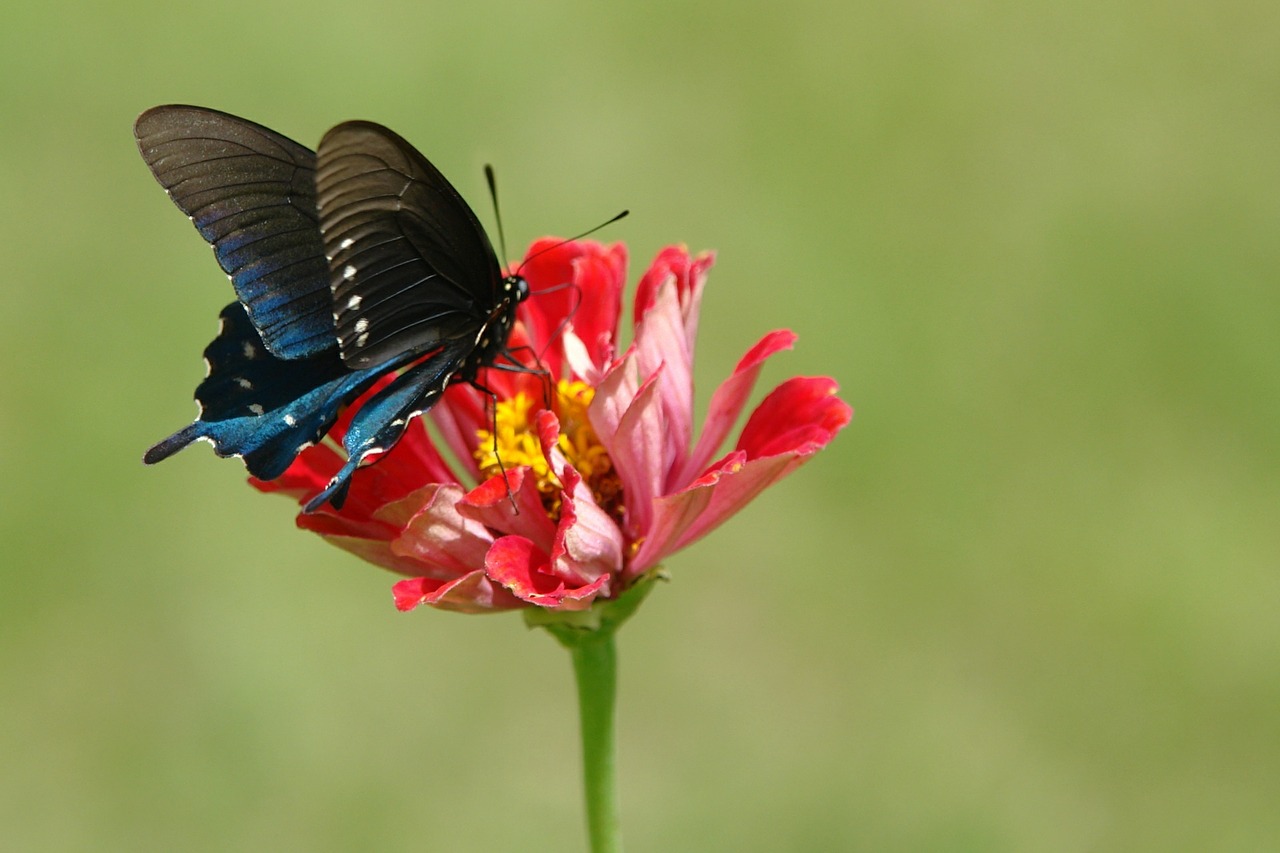 butterfly zinnia nature free photo